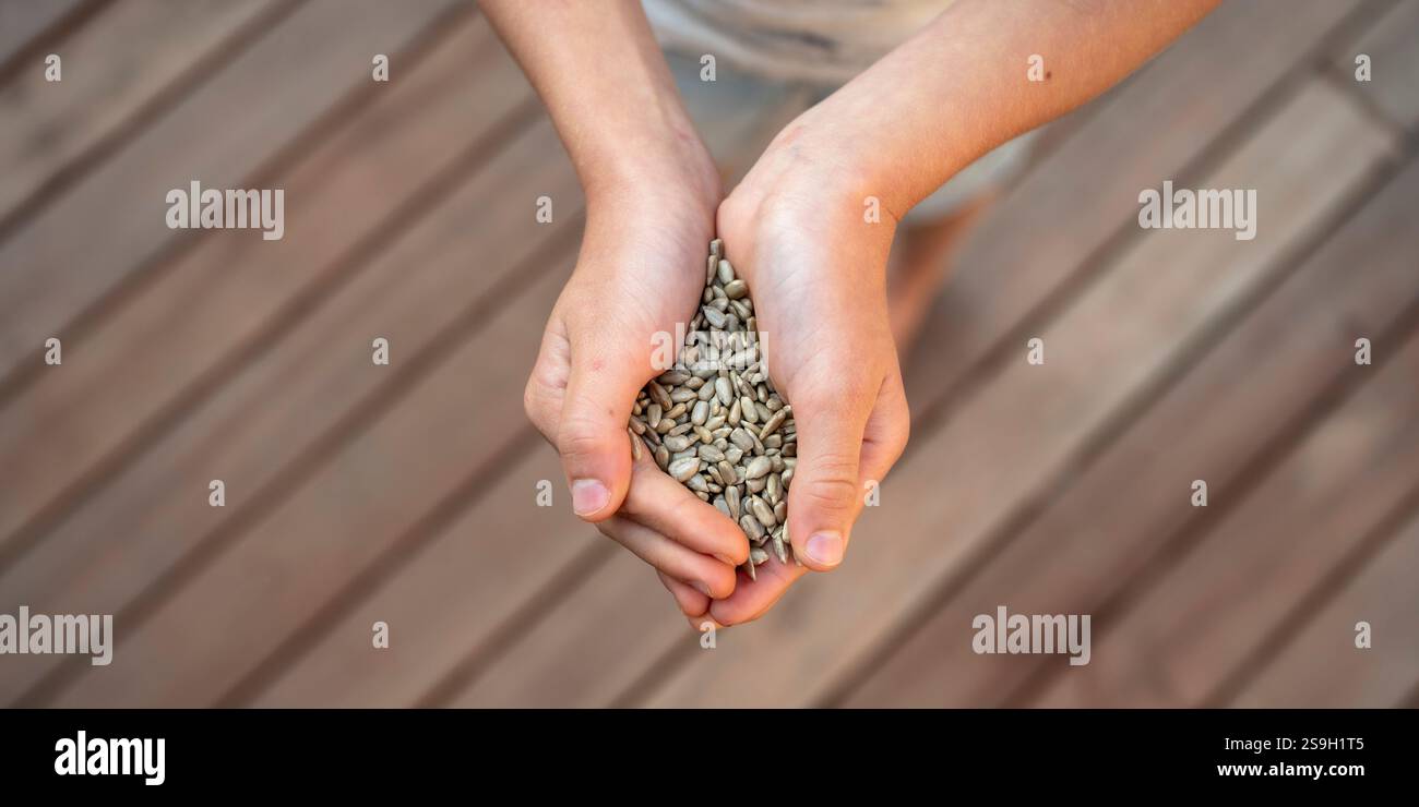Nahaufnahme von Kinderhänden, die sanft eine Handvoll Sonnenblumenkerne vor einem hölzernen Hintergrund schröpfen, symbolisieren Pflege und Wachstum. Stockfoto