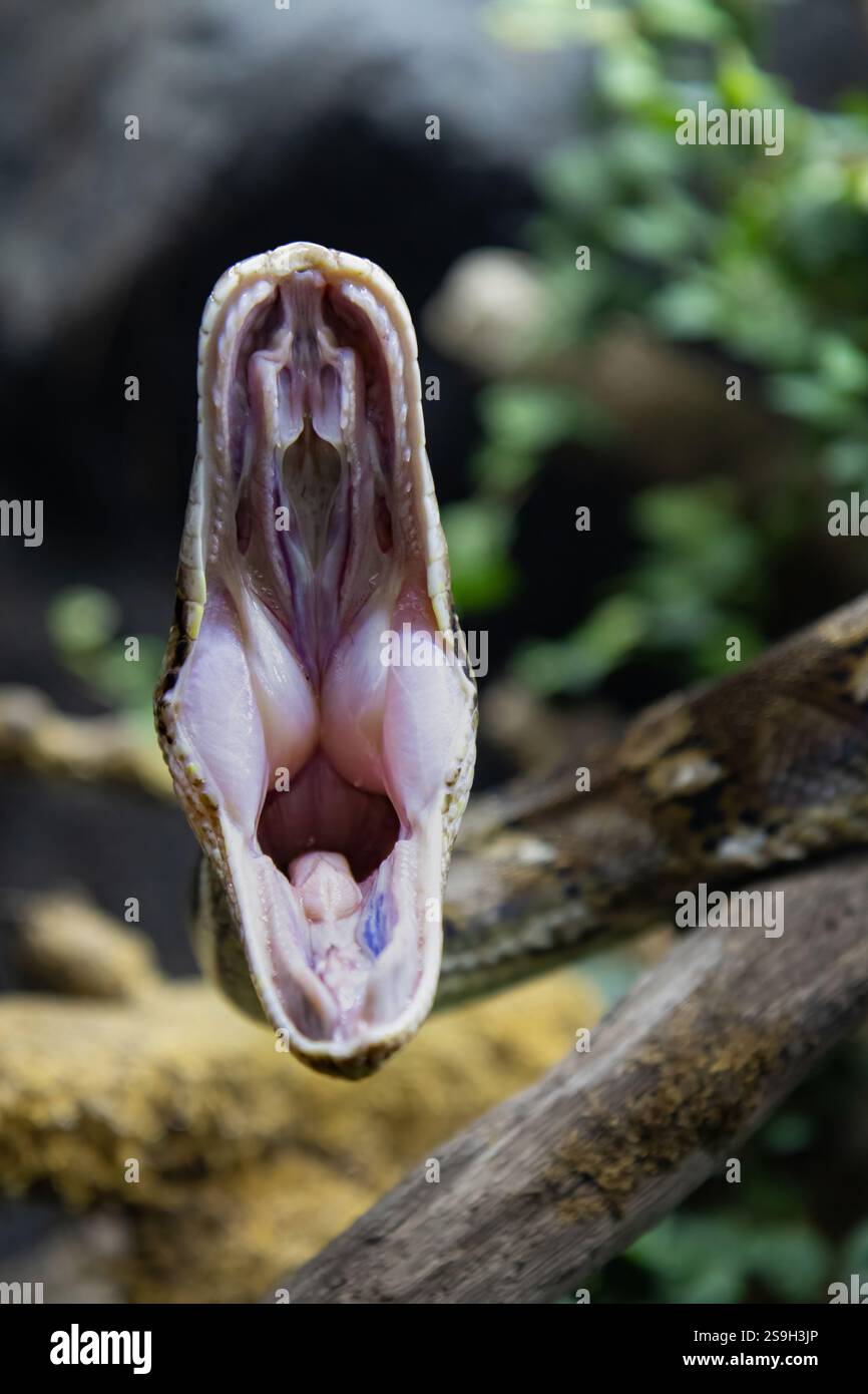 Netzpython-Schlange (Malayopython reticulatus), auch bekannt als Royal Python oder Ball Python. Foto des Netzpythonkopfes im Vollgesicht Stockfoto