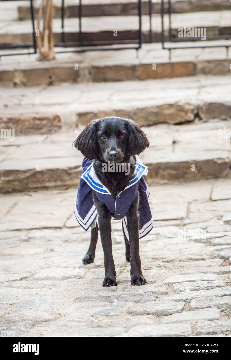 Eleganter Schwarzer Hund im stylischen Matrosen-Outfit auf Steinstufen Stockfoto