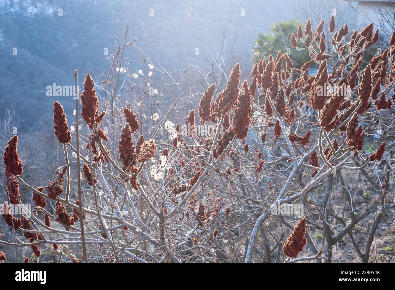 Ein Staghorn Sumac oder rhus typhina Baum mit roten Früchten im Norden Italiens im Winter Stockfoto