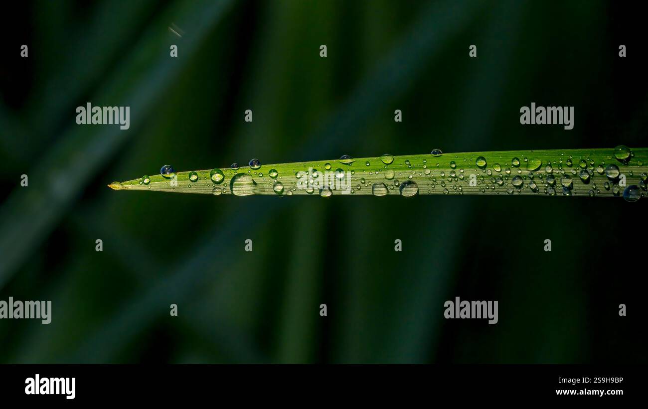 Eine Makroaufnahme mit klaren Wassertropfen, die sich auf einem lebendigen grünen Blatt vor einem weichen, unscharfen Hintergrund absetzen und an Frische, Ruhe und Th erinnern Stockfoto