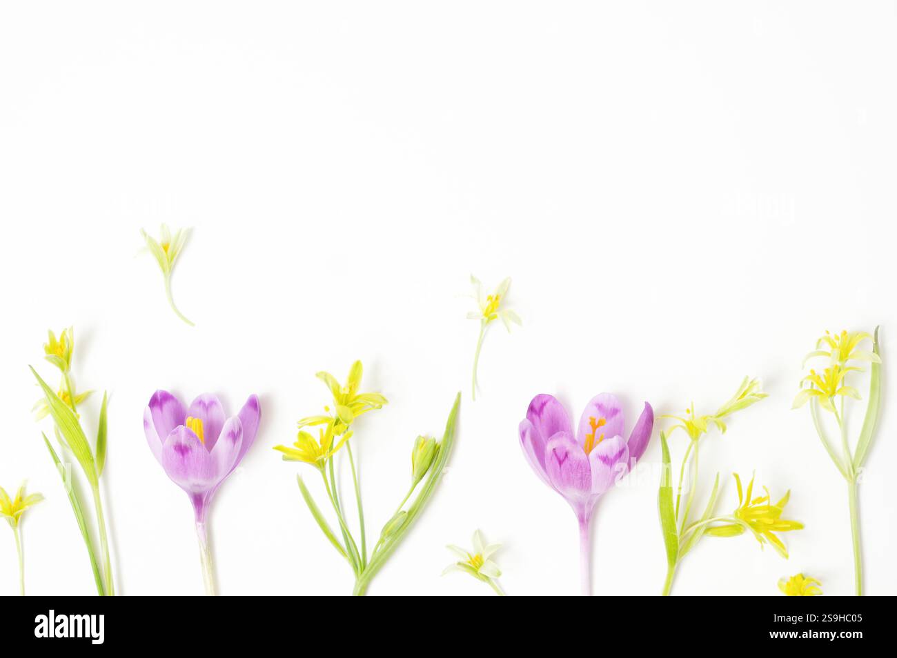 Anordnung von violetten Krokussen und gelben Frühlingsblumen auf einem hellen weißen Hintergrund mit viel Kopierraum. Ein klares und frisches Design für die Saison Stockfoto