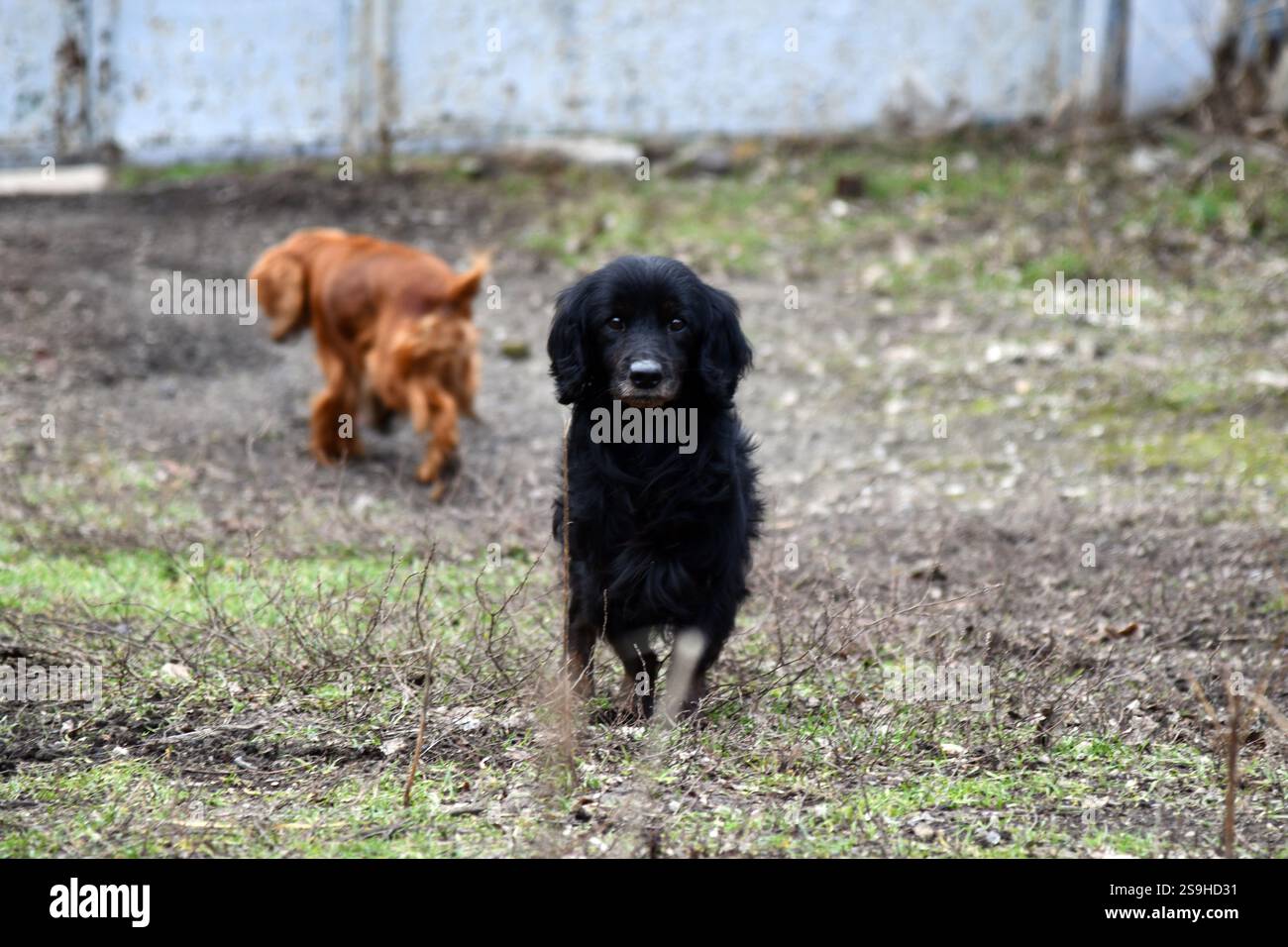 Unwahrscheinliche Anleihe. Streunender Hund und Katze kümmern sich auf der Straße um einander. Gleiche Farbe. Flirtszene. Etwas Liebe zeigen. Stockfoto