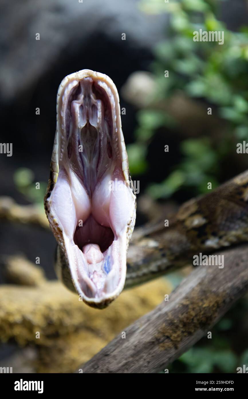 Netzpython-Schlange (Malayopython reticulatus), auch bekannt als Royal Python oder Ball Python. Foto des Netzpythonkopfes im Vollgesicht Stockfoto