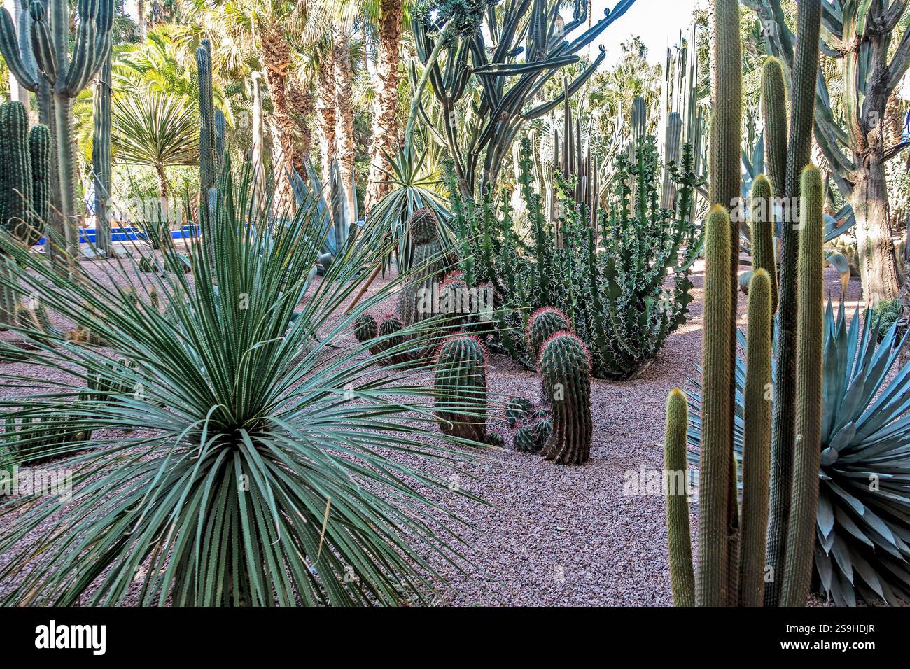 Jardin Majorelle in Marrakesch, Morrocco, Gärten, die ursprünglich von Jacques Majorelle entworfen wurden und von Yves Saint Laurent und Pierre Bergé neu gestaltet wurden. Stockfoto