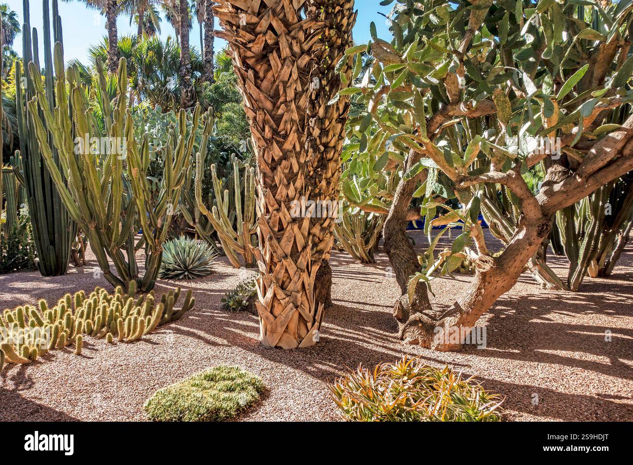 Jardin Majorelle in Marrakesch, Morrocco, Gärten, die ursprünglich von Jacques Majorelle entworfen wurden und von Yves Saint Laurent und Pierre Bergé neu gestaltet wurden. Stockfoto