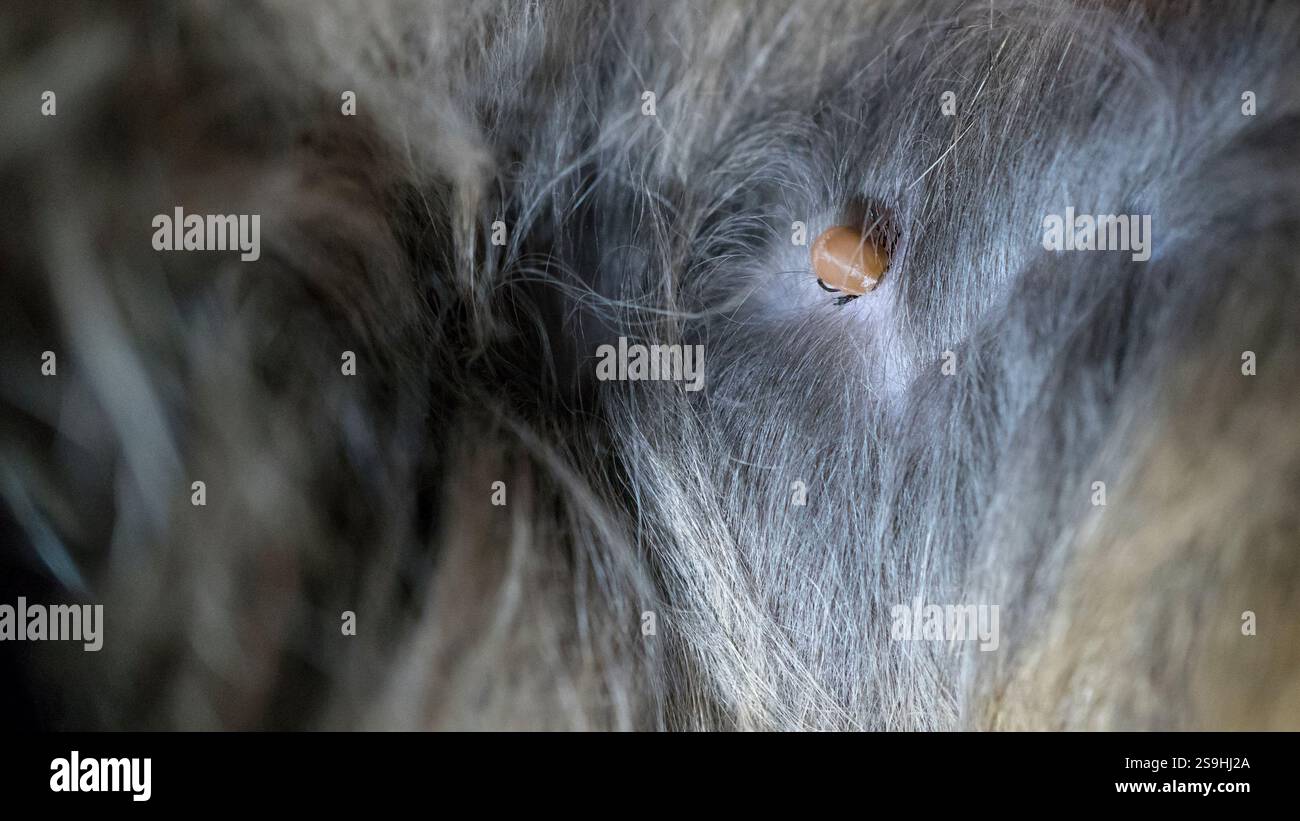 Eine detaillierte Nahaufnahme einer Zecke auf dem Fell einer Katze. Ein Makrobild eines Häkchens mit geringer Schärfentiefe. Stockfoto