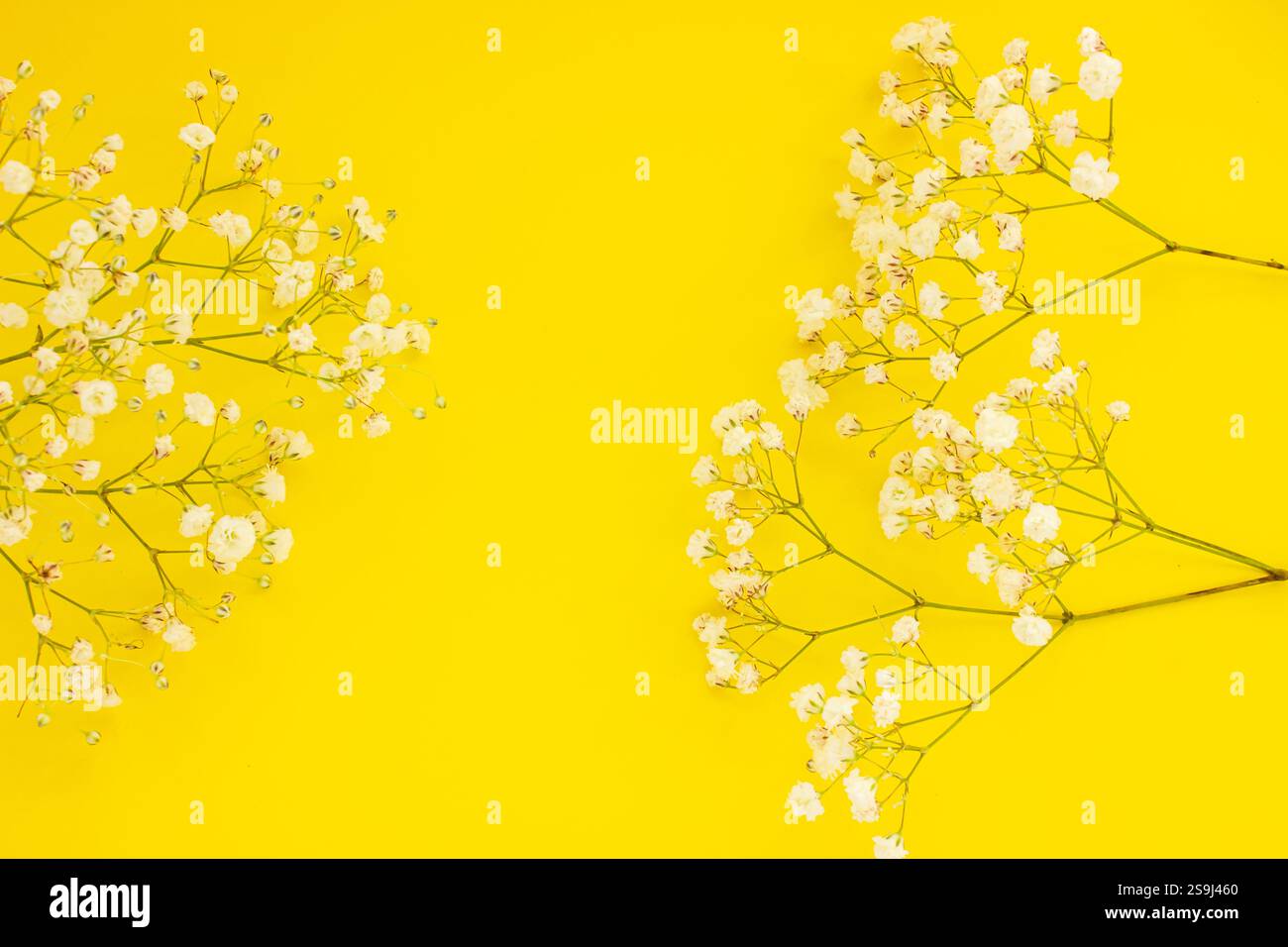 Weiße Gypsophila auf gelbem Hintergrund mit Kopierraum. Der Rand von zarten kleinen weißen Blüten auf gelbem Hintergrund von oben. Flacher Style. Sp Stockfoto