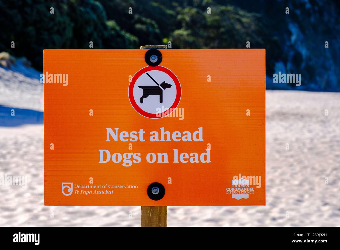 Shorebird, Warnschild für Nestvögel, um Hunde an der Leine zu halten, Hahei Beach, Coromandel Peninsula, Neuseeland, Neuseeland Stockfoto