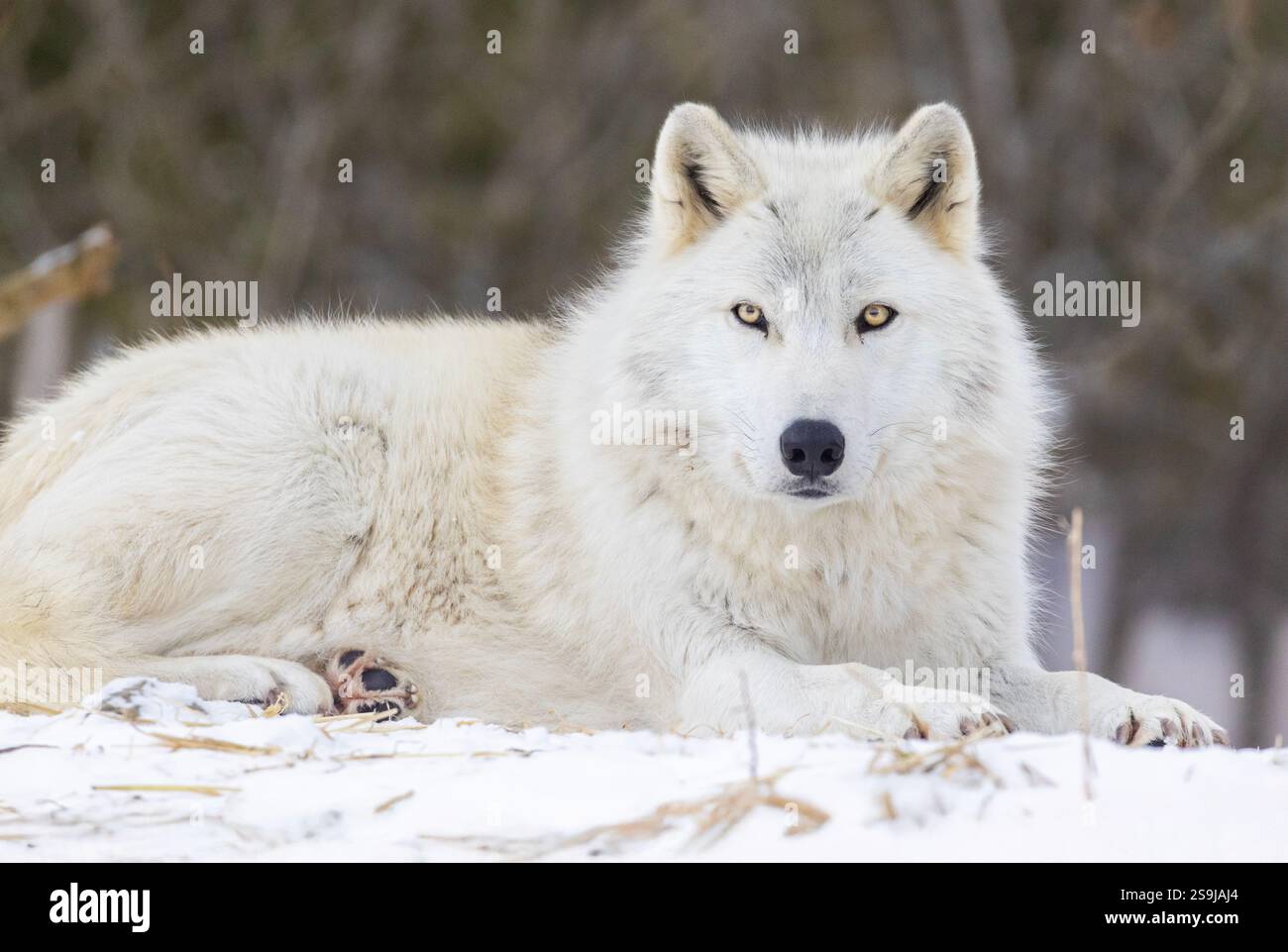 Porträt des Holzwolfs im kanadischen Winter Stockfoto