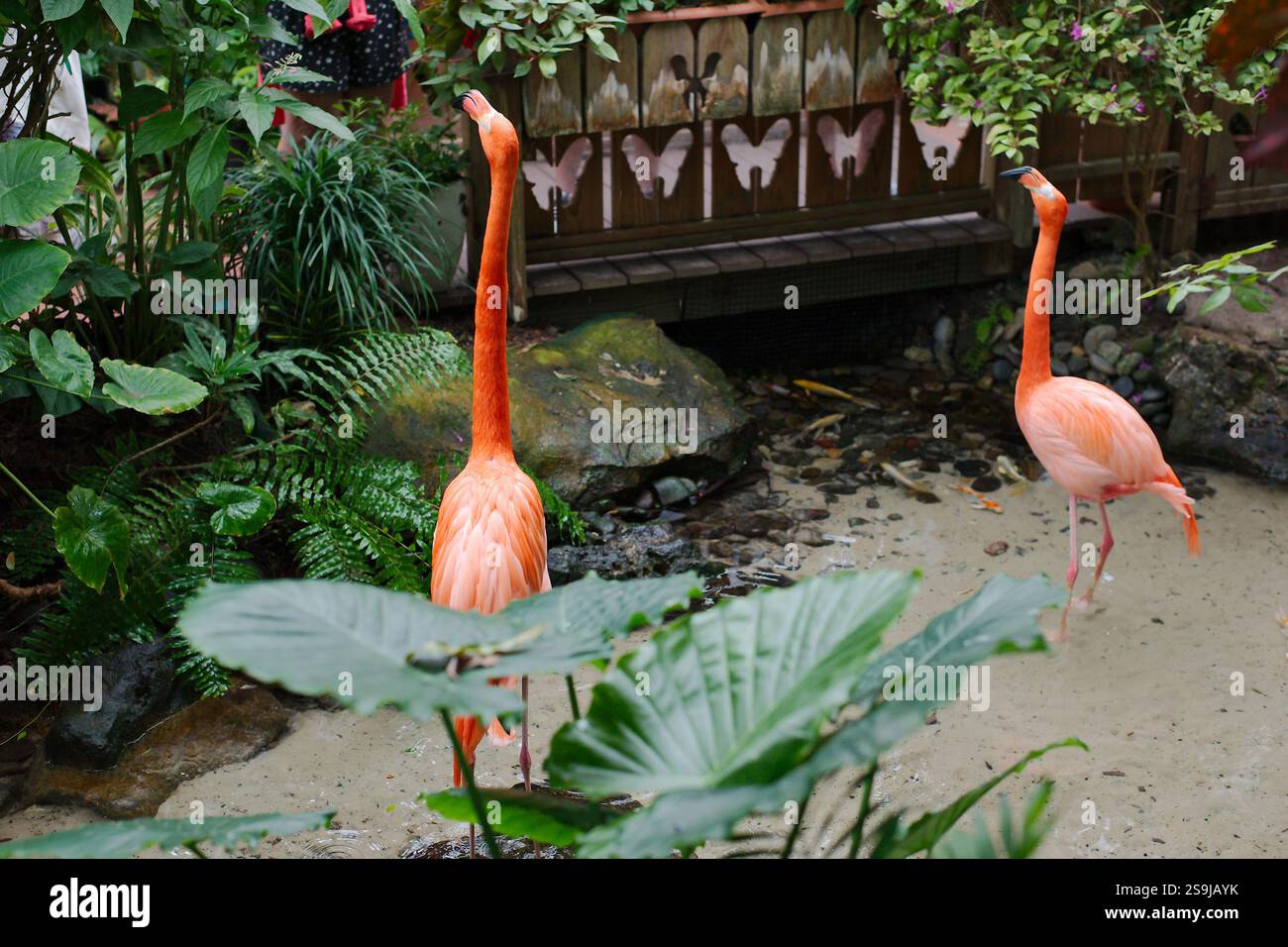 Ein Paar orangefarbene, weiße Flamingos, die auf einem Sandbereich mit grünen moosbedeckten Felsen und einer dichten grünen Vegetation stehen. Schwarze Schnäbel und gebogene Hälse Stockfoto