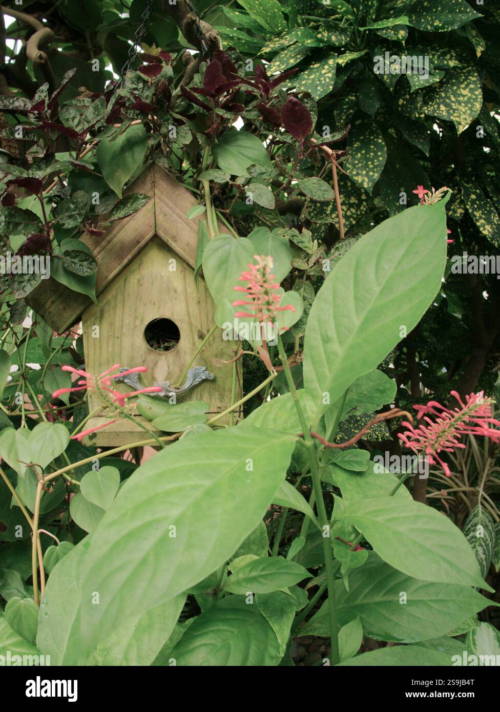 Kleines, verwittertes Vogelhaus aus Holz auf der linken Seite, eingebettet hinter großen grünen Blättern mit mehrfarbiger gewickelter Vegetation dahinter. Dunkelgrüner Farbton ein Stockfoto