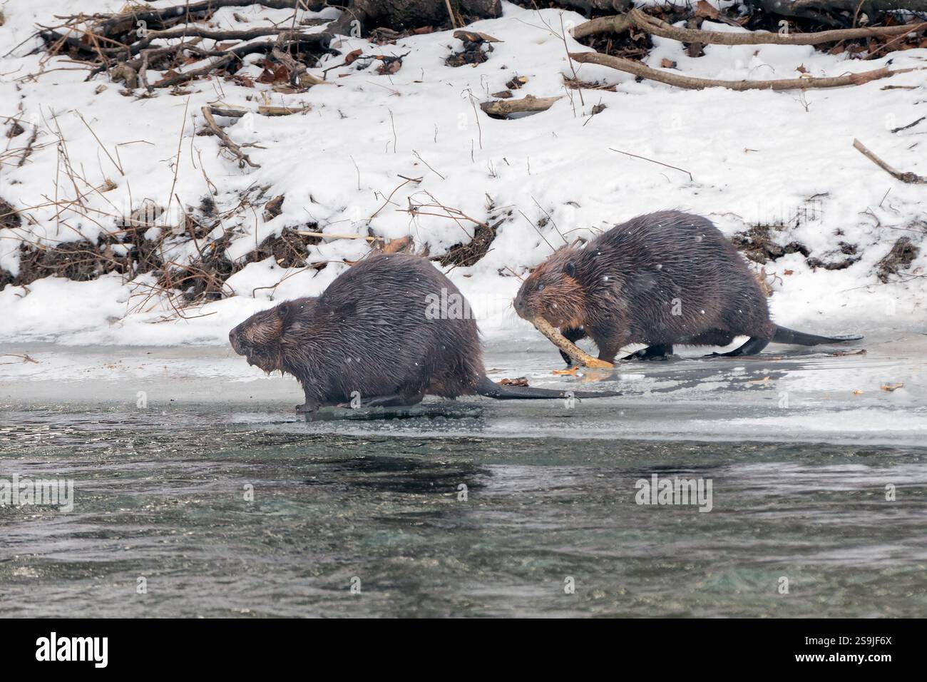 Ein nordamerikanischer Biber (Castor canadensis) zieht einen Ast in einen eisigen Fluss. Der fleißige Biber ist das zweitgrößte Nagetier nach der Capybara Stockfoto