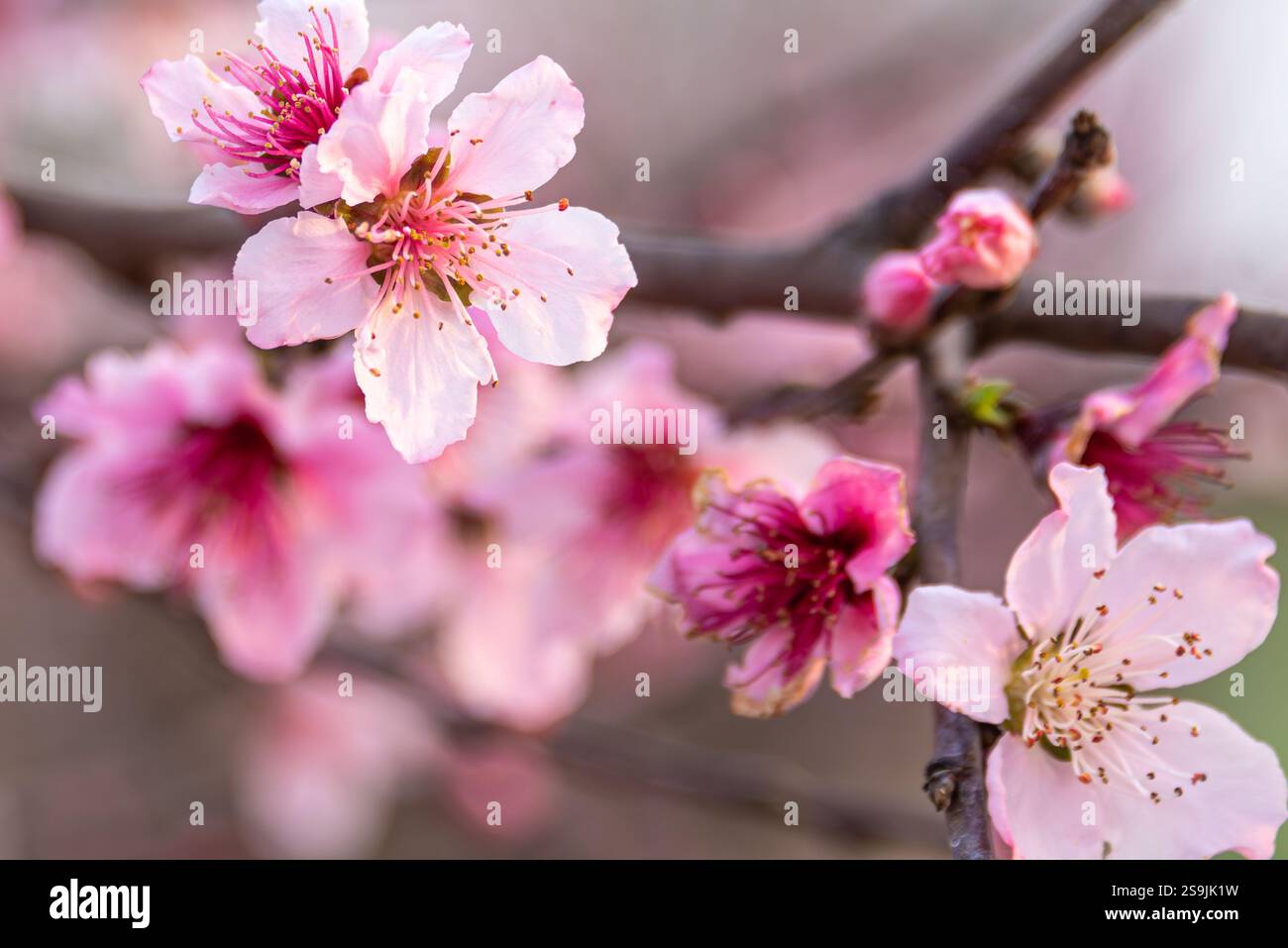 Im Frühling blüht Pfirsichblüte in einem Pfirsichgarten im Peach County, Georgia. (USA) Stockfoto