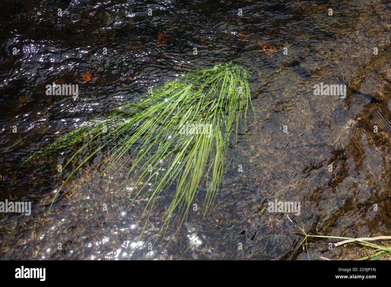 Einheimische Wasserpflanze Vallisnera sp. (Ribbonweed), Freshwater Creek, Cairns, Queensland, Australien Stockfoto