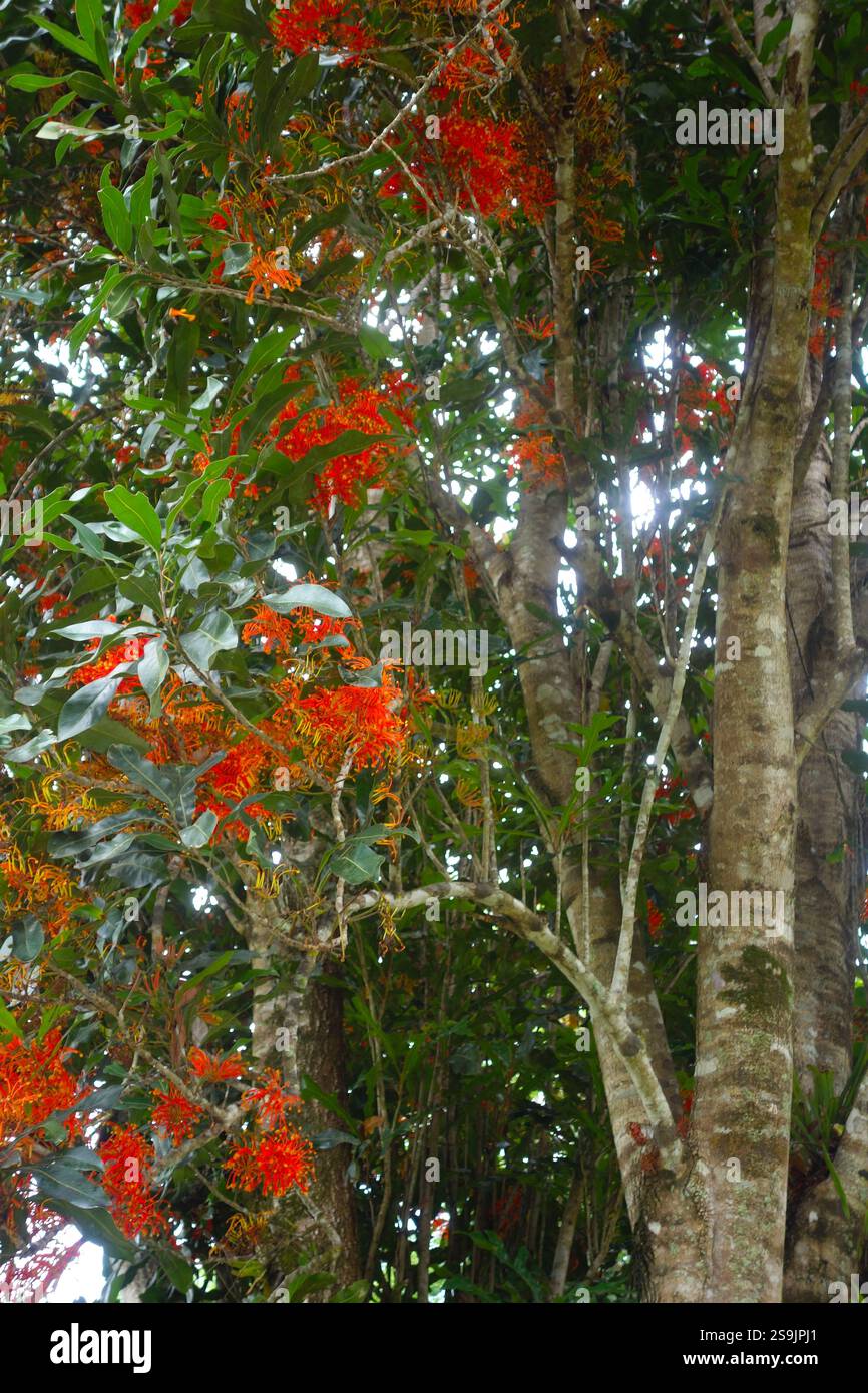Firewheel Tree (Stenocarpus sinuatus) in Blume, Cairns, Queensland, Australien Stockfoto
