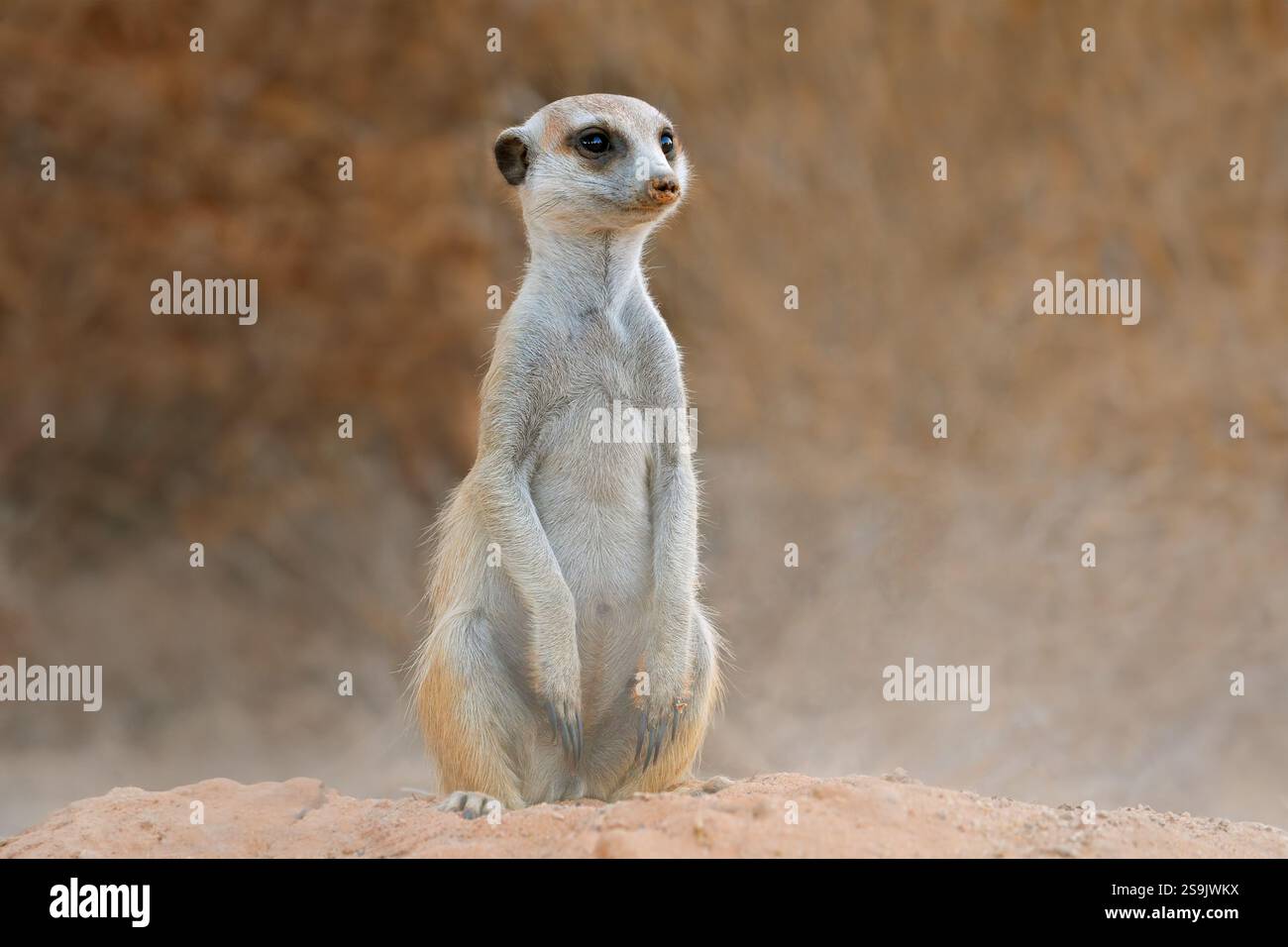 Ein warnender Erdmännchen (Suricata suricatta), der aufrecht sitzt, Kalahari-Wüste, Südafrika Stockfoto