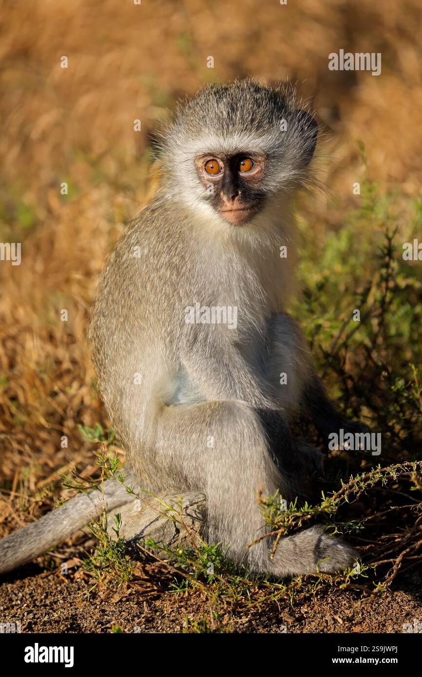 Ein kleiner Rotvetaffen (Cercopithecus aethiops), der in einem natürlichen Lebensraum in Südafrika sitzt Stockfoto