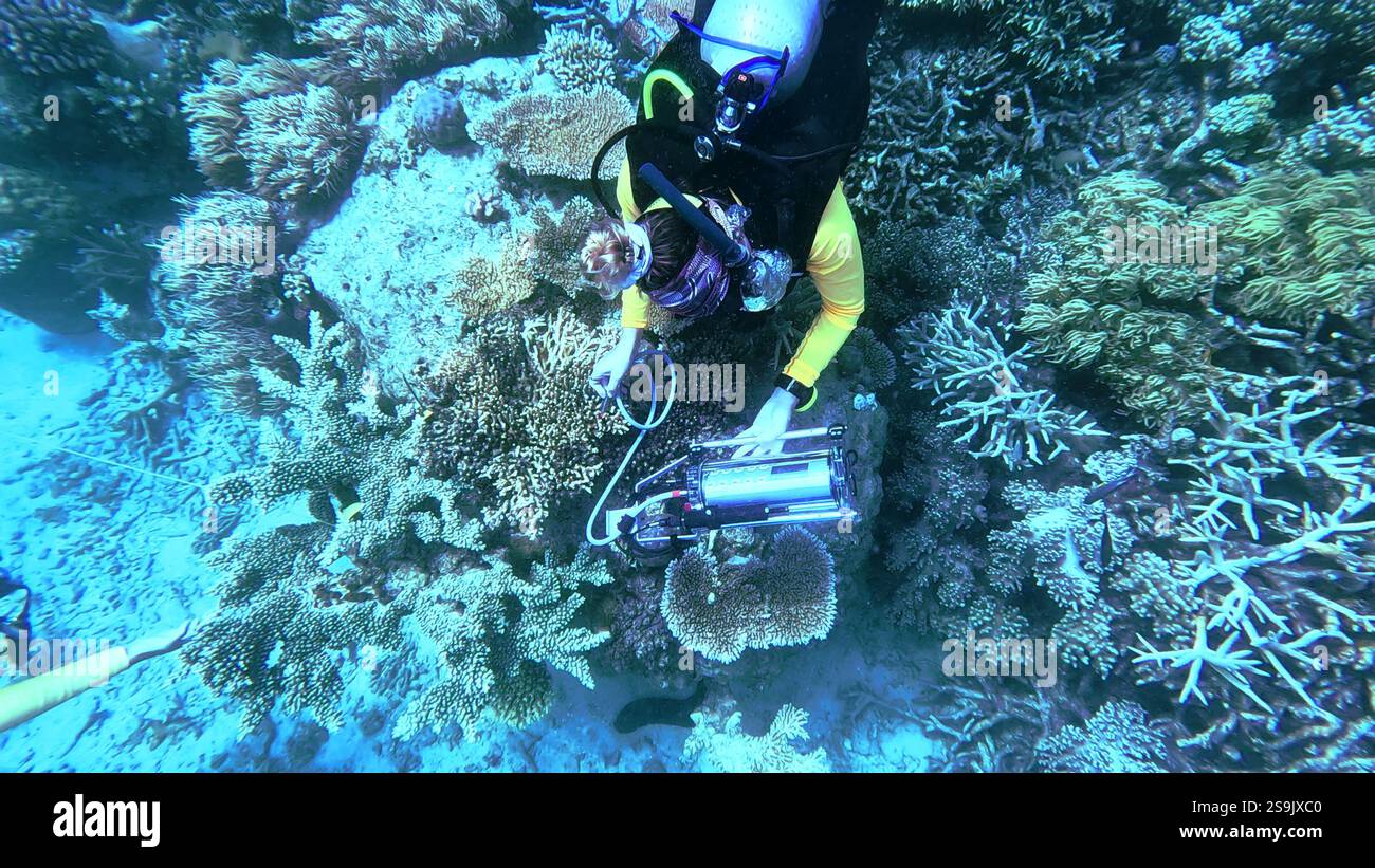 Taucher, der Korallenstress-Messungen mit einem PAM-Fluorometer am Great Barrier Reef, Queensland, Australien durchführt. Kein MR oder P Stockfoto