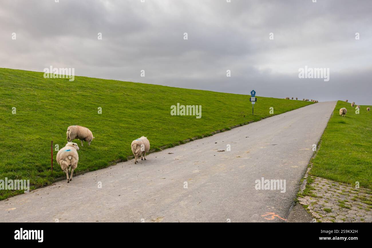 Schafe auf dem Deich Friesland Stockfoto