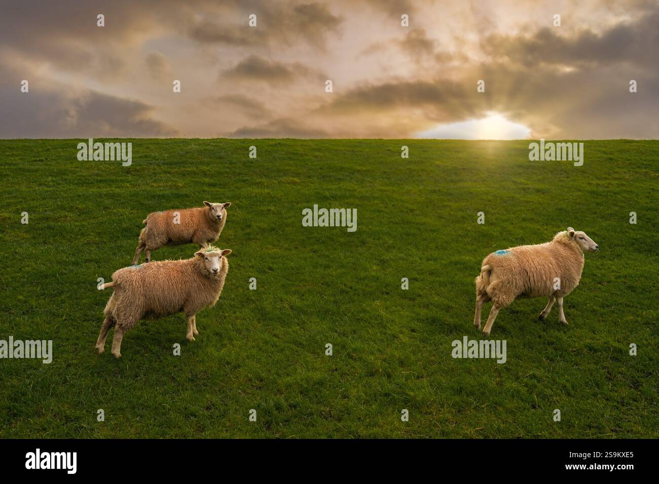 Schafe auf dem Deich Friesland Stockfoto