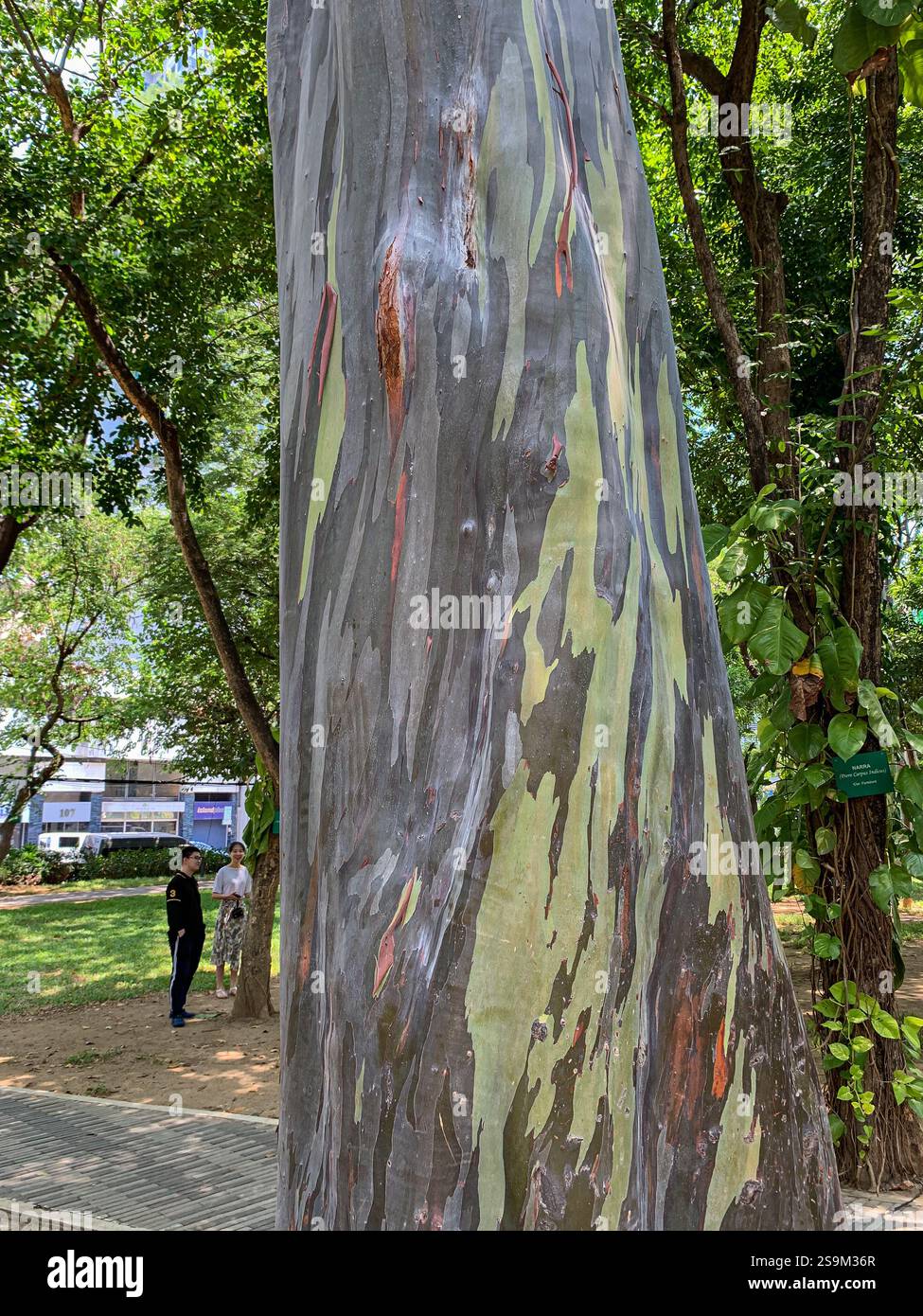 Eukalyptus deglupta Baumstamm im Herzen der Ayala Triangle Gardens, Rainbow Bagras, Makati Philippine Finanz- und Geschäftsviertel, Manila Stockfoto