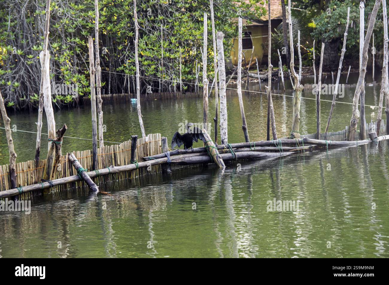 Indischer Kormoran, auch bekannt als indische Schweinchen, die auf einem hölzernen Zaun im madu ganga-Fluss thronten, breiteten sich aus und es schien ein Insekt im Schnabel zu sein Stockfoto