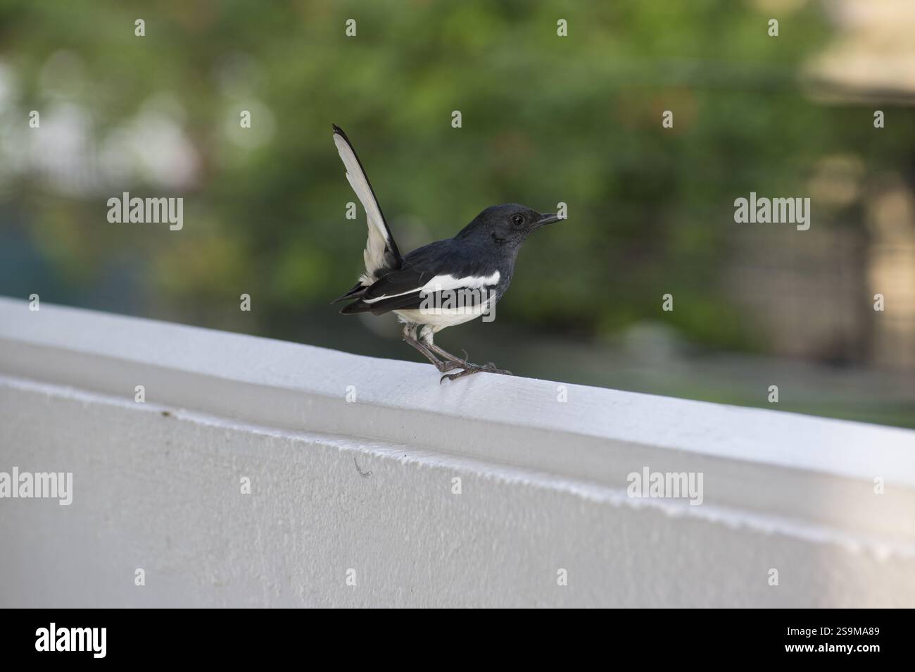 Ein orientalischer Elster-robin Copsychus saularis, genannt Polkichcha in Singhala in Sri Lanka, thront auf einer weißen Mauer mit typischem Schwanz hoch gehalten Stockfoto