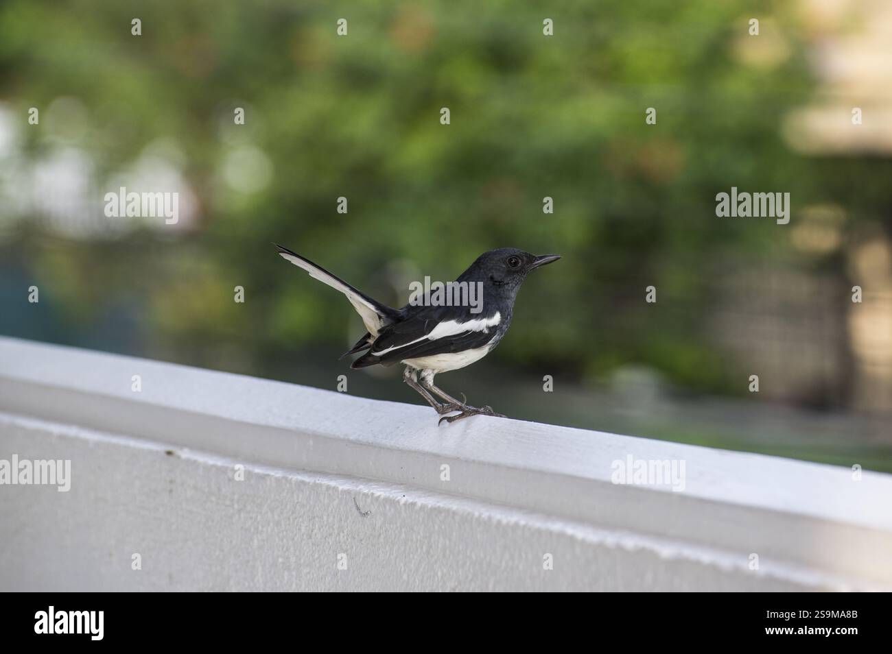 Ein orientalischer Elster-robin Copsychus saularis, genannt Polkichcha in Singhala in Sri Lanka, thront auf einer weißen Mauer mit typischem Schwanz hoch gehalten Stockfoto