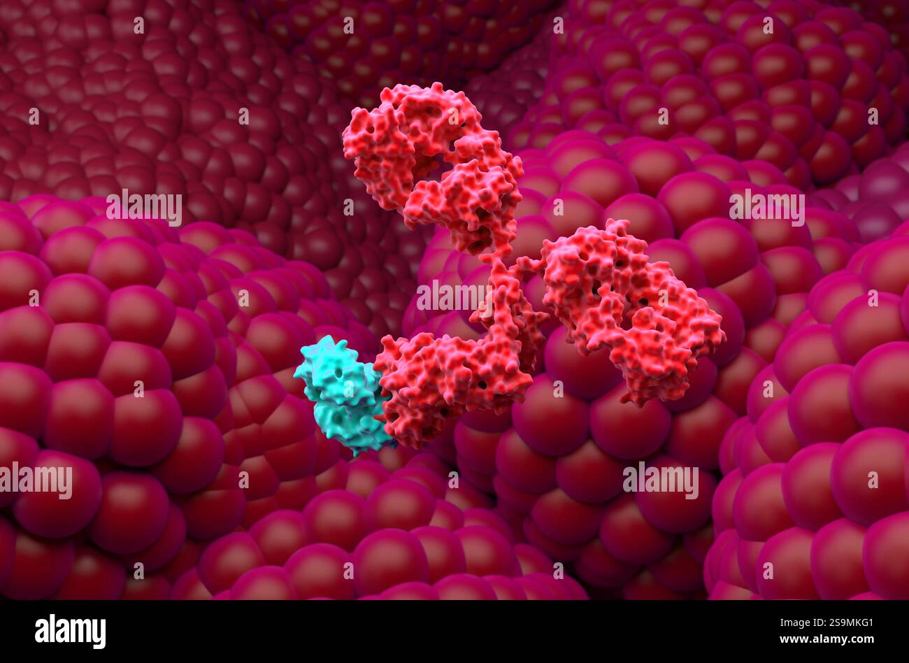 Monoklonale Antikörperbehandlung beim Prostatakarzinom - Nahaufnahme 3D-Illustration Stockfoto