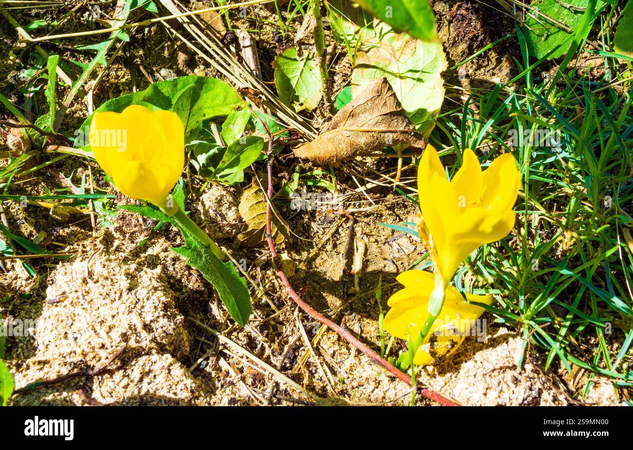 Honigbiene auf Crocus flavus, Yellow crocus, Dutch Yellow crocus oder Snow crocus, eine Art blühender Pflanze der Gattung Crocus aus der Familie Iridaceae. Stockfoto