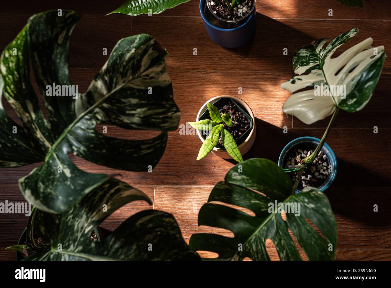 Blick von oben auf Topfpflanzen mit großen gemusterten Blättern auf Holzboden. Stockfoto