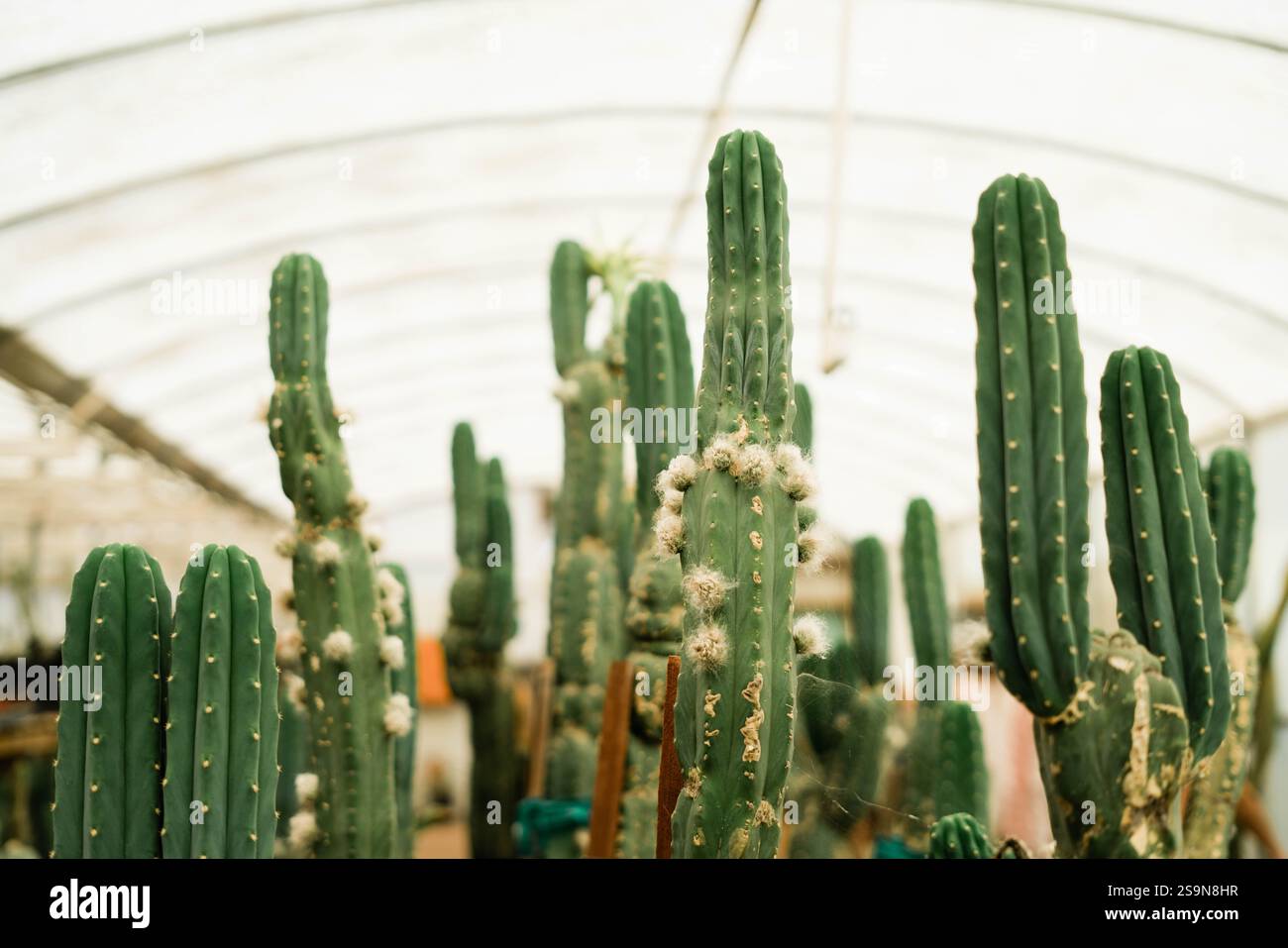 Traumhafte Kaktussilhouette im Gewächshaus Stockfoto