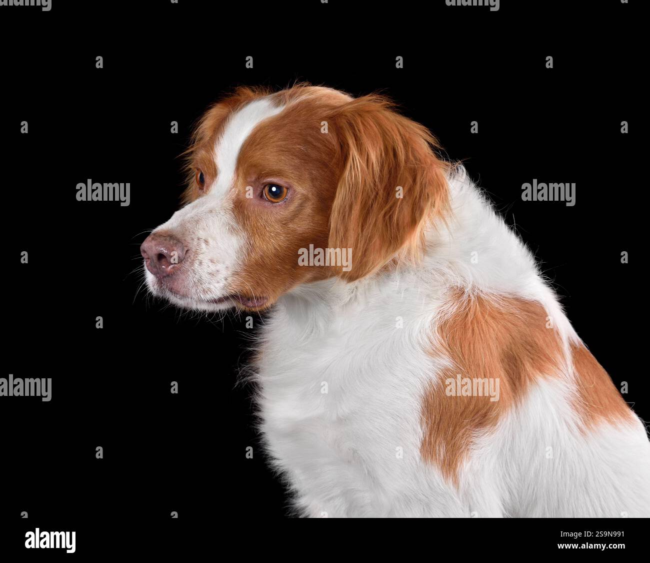 Kopfaufnahme von weißem und braunem bretagne-Spaniel, isoliert auf schwarzem Hintergrund Stockfoto