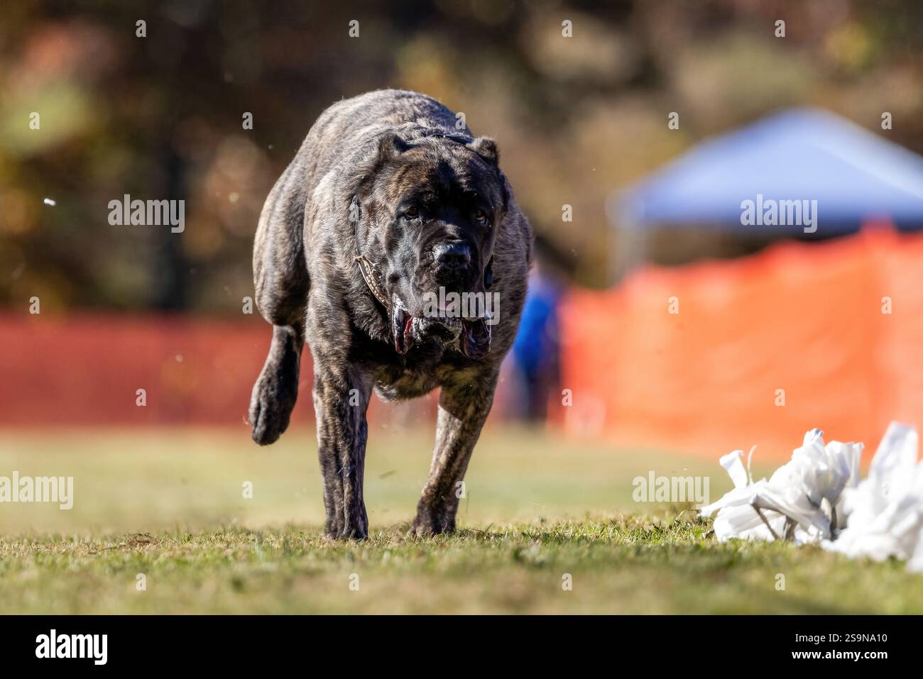 Reinrassiger Cane Corso Running Lure Course Sprint Dog Sport Stockfoto