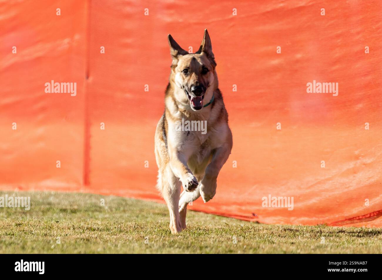 Reinrassiger Deutscher Schäferhund Lauflockenkurs Sprint Dog Sport Stockfoto
