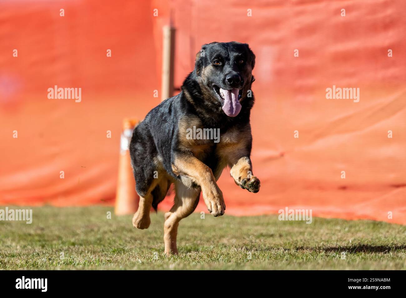 Reinrassiger Deutscher Schäferhund Lauflockenkurs Sprint Dog Sport Stockfoto
