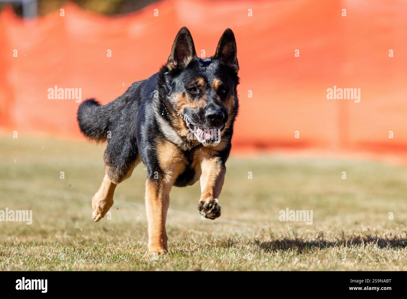Reinrassiger Deutscher Schäferhund Lauflockenkurs Sprint Dog Sport Stockfoto