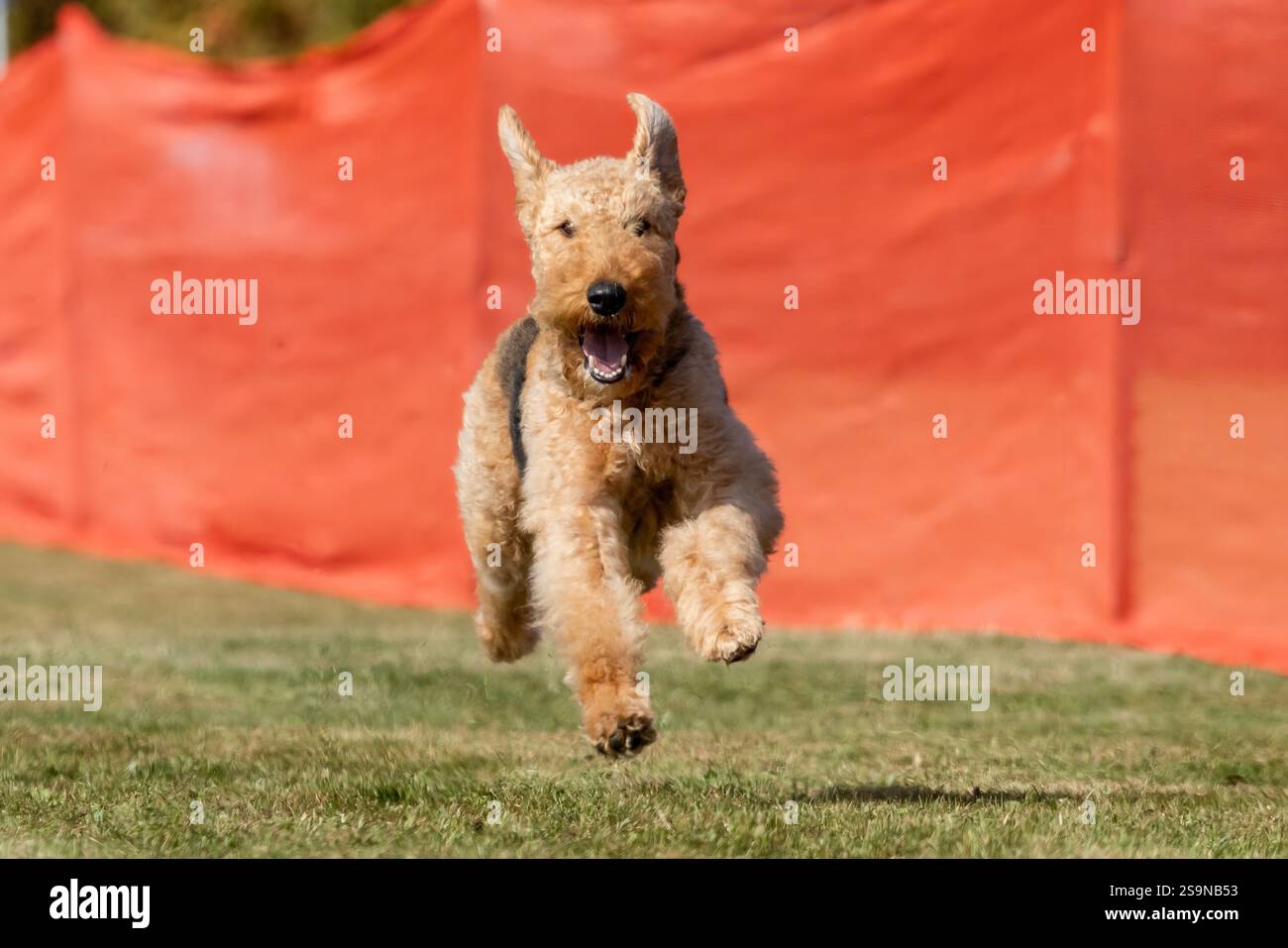 Weicher, Beschichteter Wheaten Terrier Lauflockenkurs Sprint Dog Sport Stockfoto