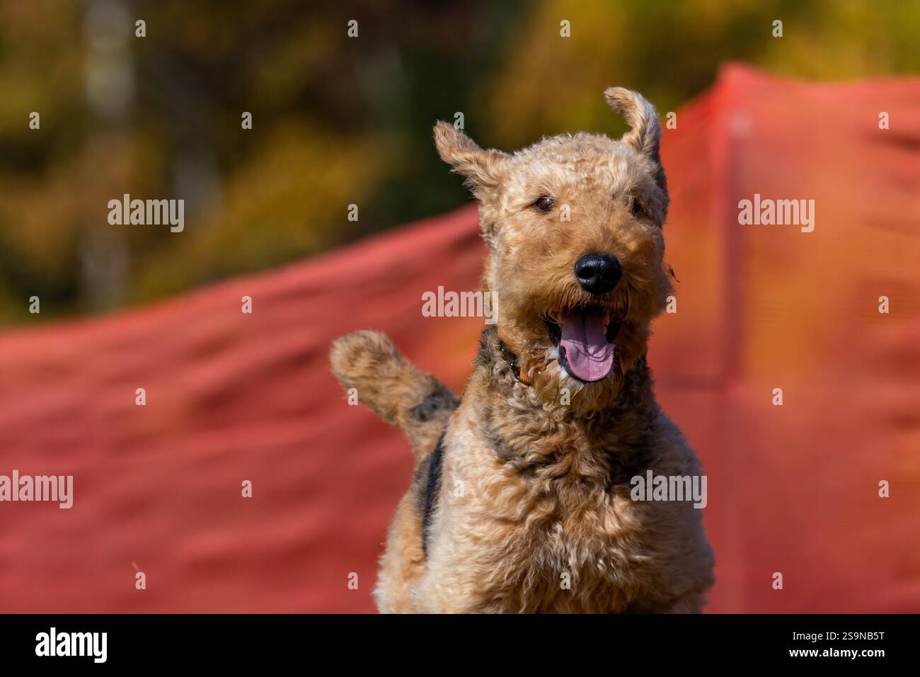 Weicher, Beschichteter Wheaten Terrier Lauflockenkurs Sprint Dog Sport Stockfoto