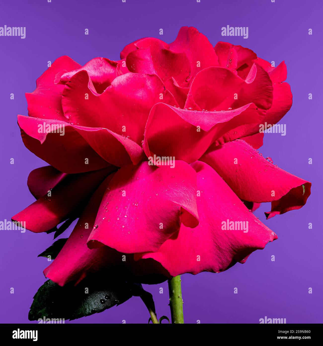 Schöne rote Rose auf violettem Hintergrund Stockfoto