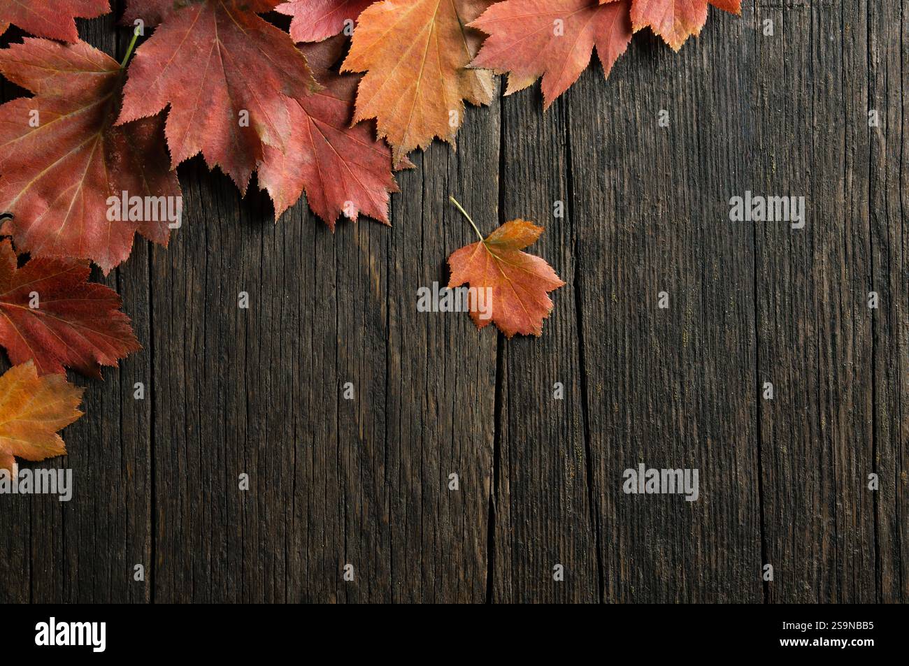 Herbstblätter verschiedener Bäume, bunte Blätter auf Holztisch, bunter Hintergrund, Platz für Text kopieren Stockfoto