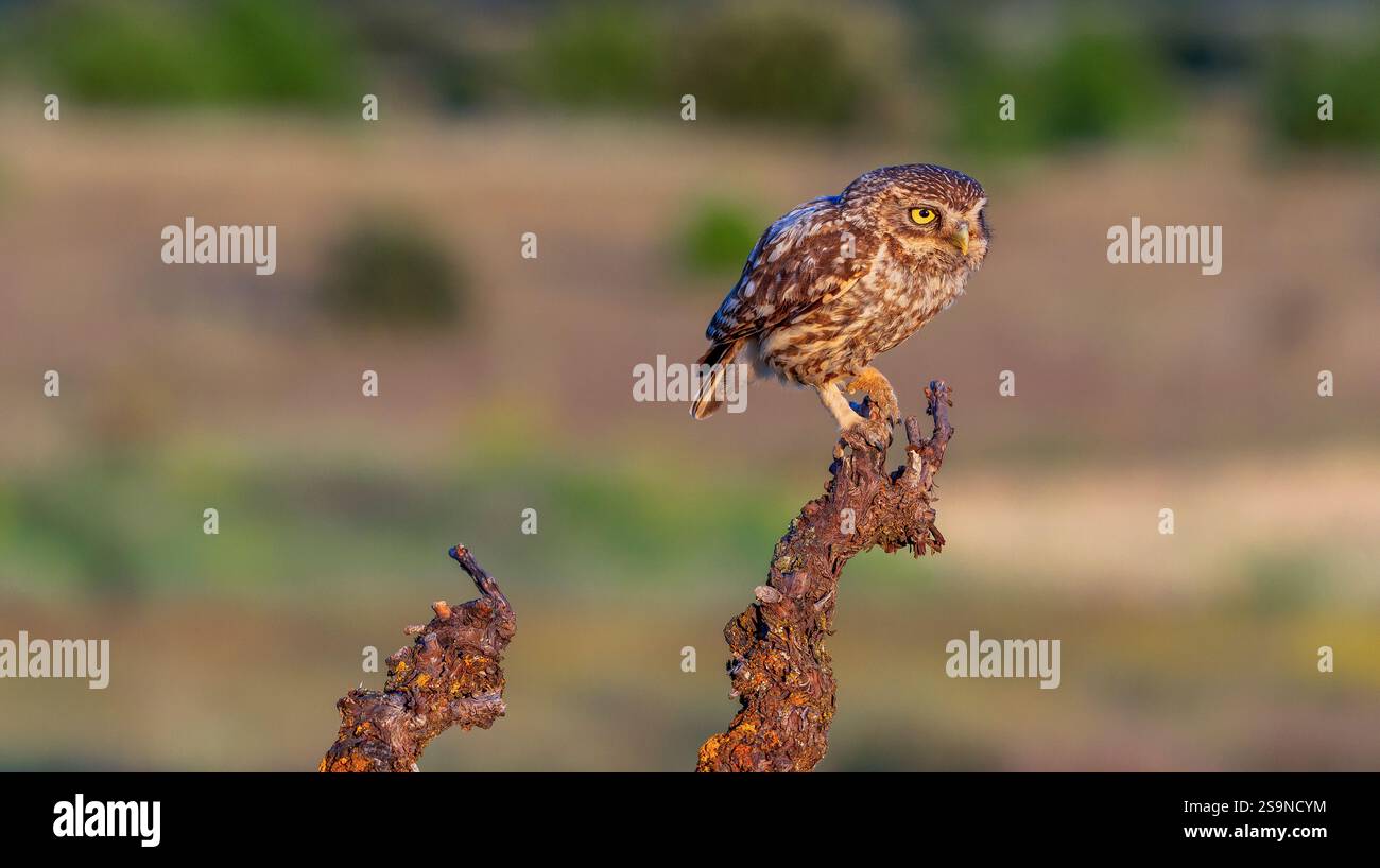 Eule, Athene noctua, mediterraner Wald, Castilla y Leon, Spanien, Europa Stockfoto
