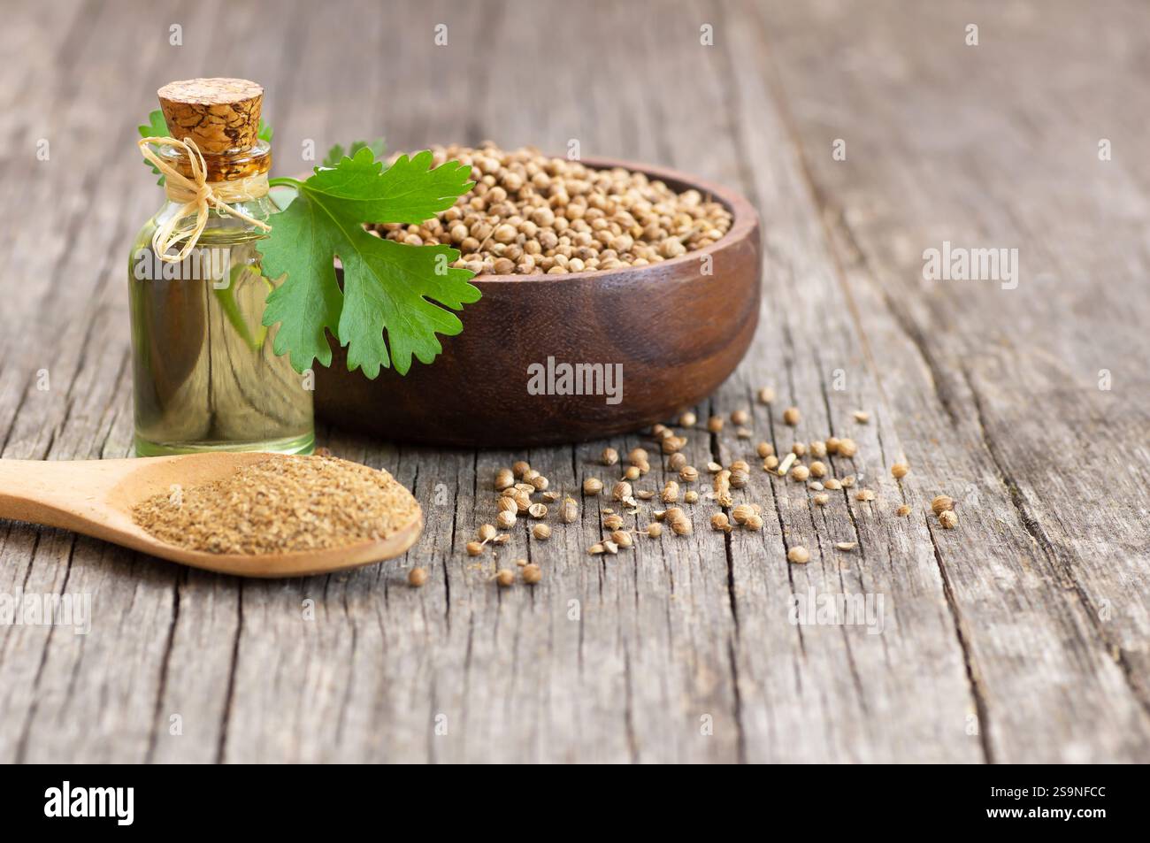 Glasflasche mit ätherischem Korianderöl mit Korianderpulver und frischen Korianderblättern auf rustikalem Tisch, Aromatherapie Massageöl Konzept ( coriandrum Stockfoto
