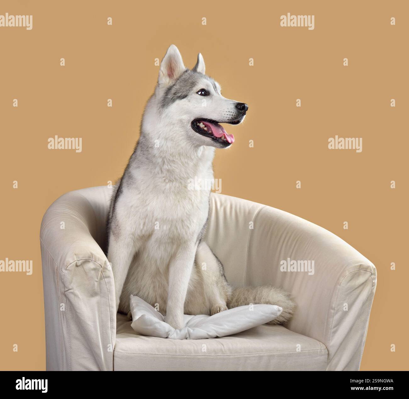 Sibirischer Husky-Hund sitzt auf einem Stuhl auf gelbem Hintergrund Stockfoto