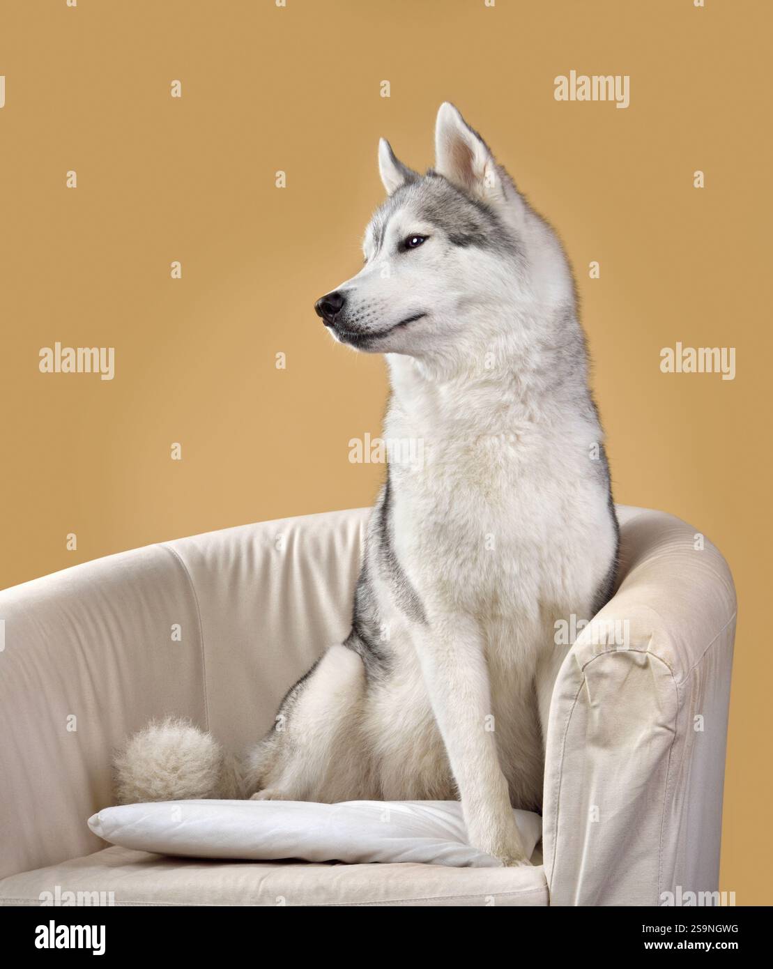 Niedlicher sibirischer Husky-Hund im Stuhl, der auf gelbem Hintergrund sitzt Stockfoto