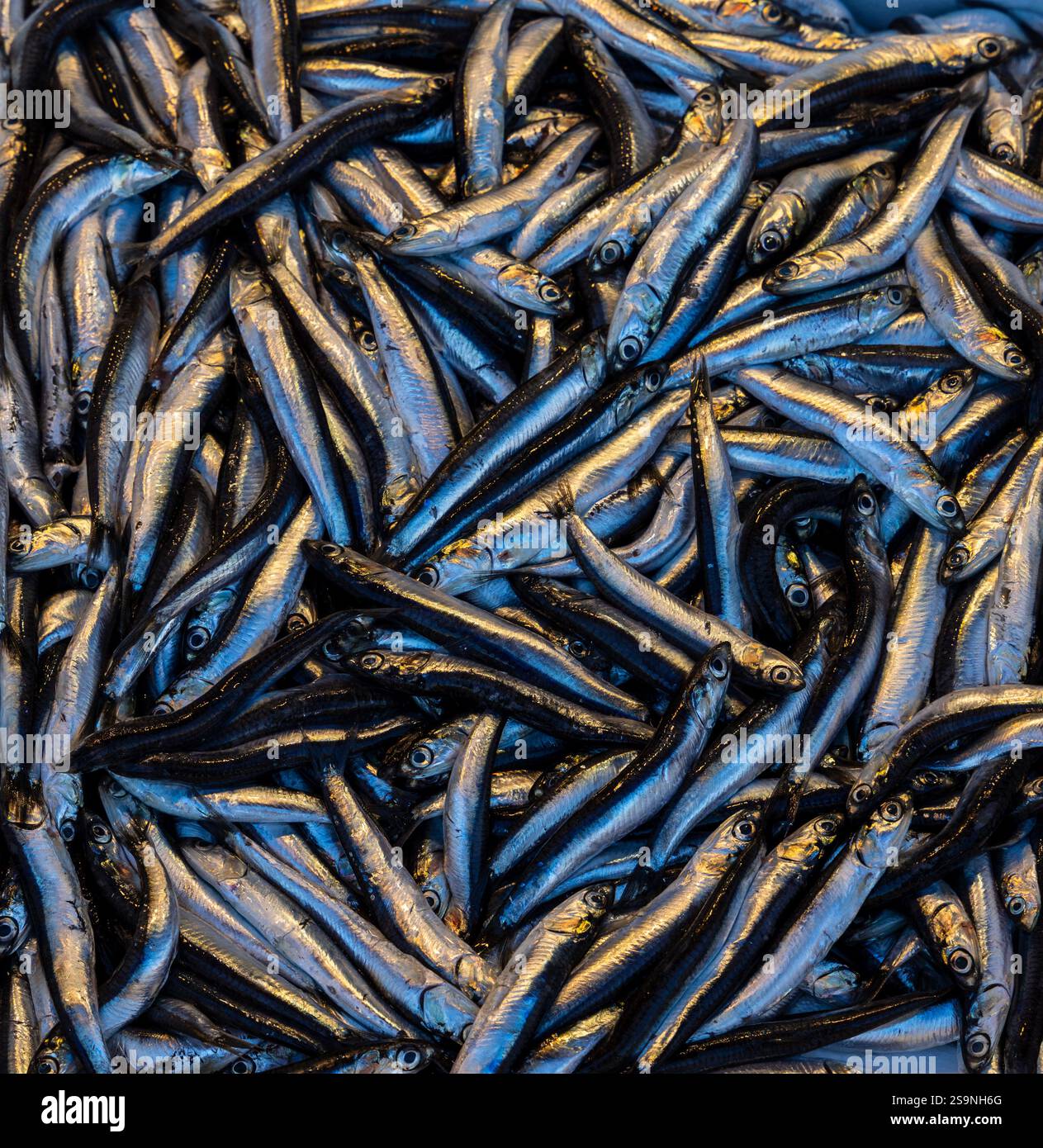 Frische Sardellen stapeln sich auf einem lokalen Markt, die ihre glänzenden Silberschalen und ihre natürliche Textur zeigen. Ein lebendiges Display, das perfekt für Meeresfrüchte und kulinarische Spezialitäten ist Stockfoto
