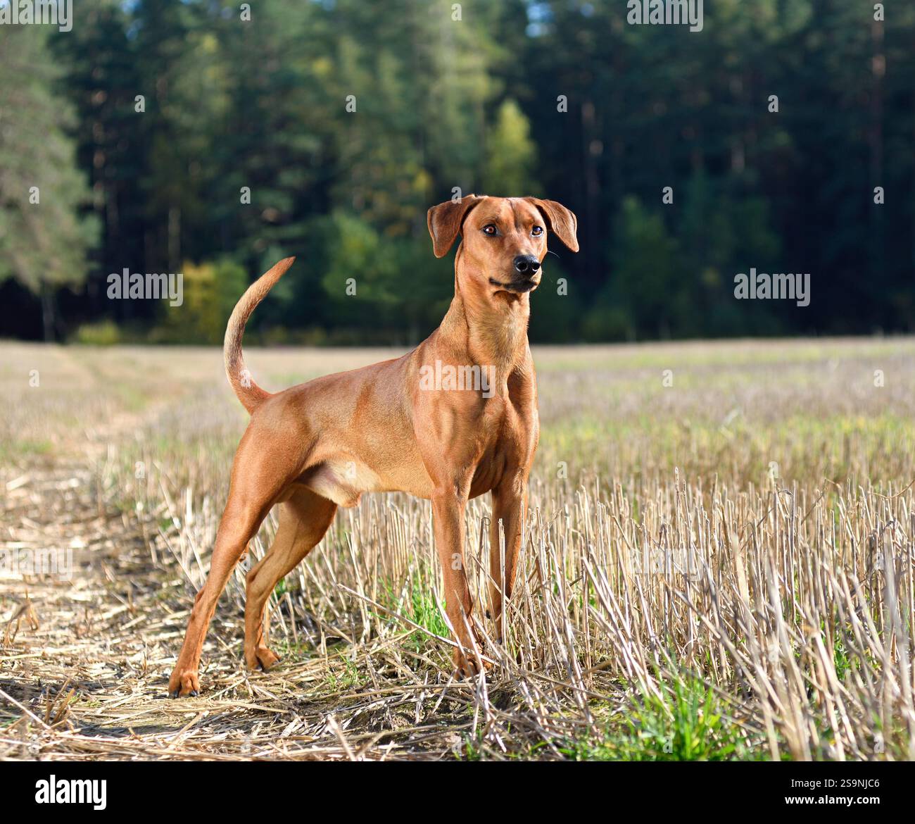 Brauner deutscher Pinscher, der auf einem Herbstfeld steht Stockfoto