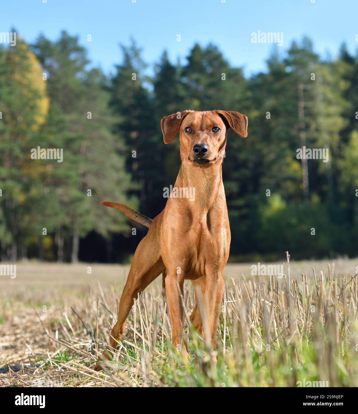 Deutscher Pinscher Hund auf Herbsthintergrund Stockfoto