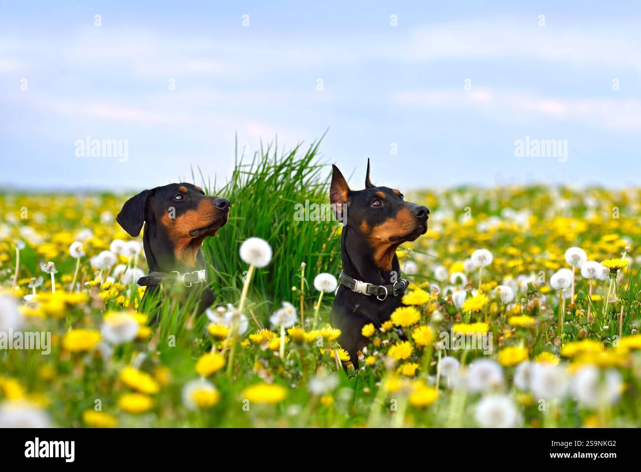 Zwei schöne, braune und schwarze Doberman Pinschers sitzen auf gelb-weißem Löwenzahnfeld Stockfoto
